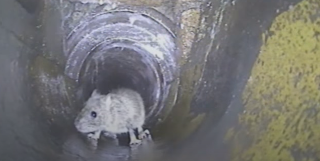 Combatting Rat Infestations with CCTV Drain Inspections